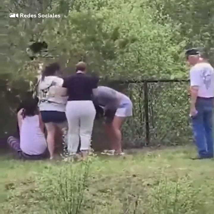 Un grupo de turistas sacó un cachorro de oso de un árbol para tomarse selfies: quedó en estado de hipotermia