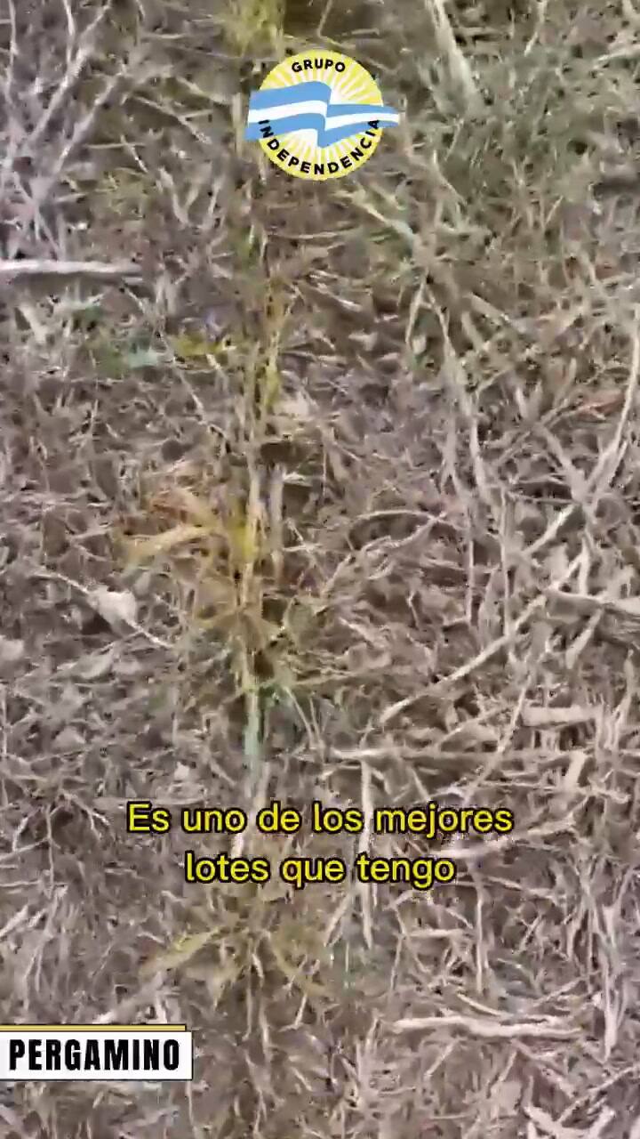 La sequía en el campo