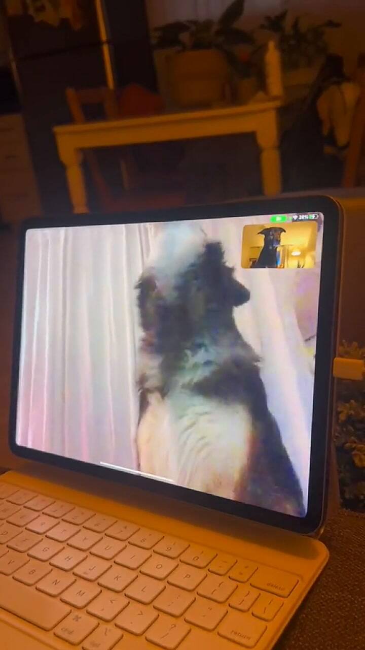 Los amigos perrunos se mantienen en contacto por videollamadas