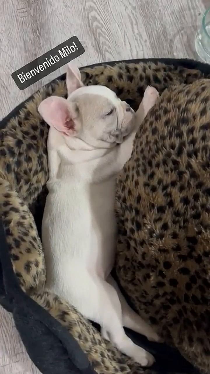 El Kun Agüero recibió a su nueva mascota con un tierno video