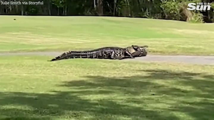 Imágenes sensibles: cocodrilo gigante devora a su cría