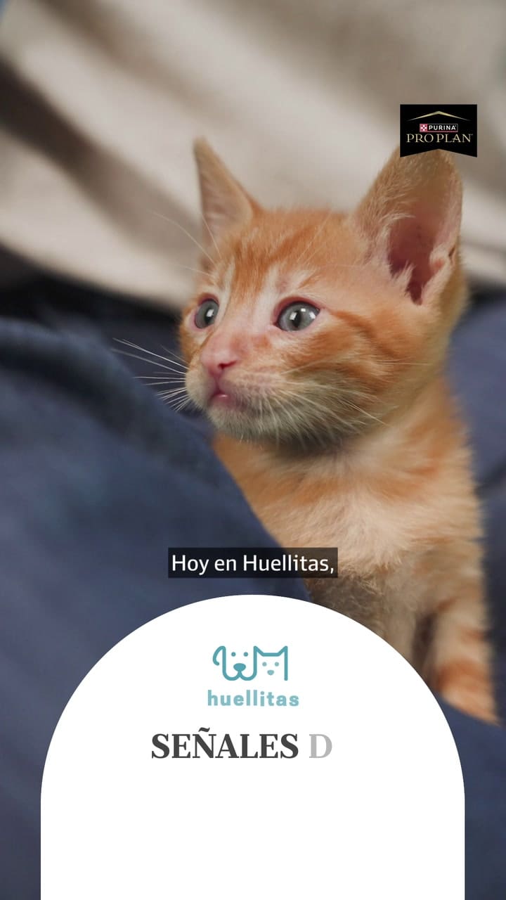 Señales de dolor en gatos