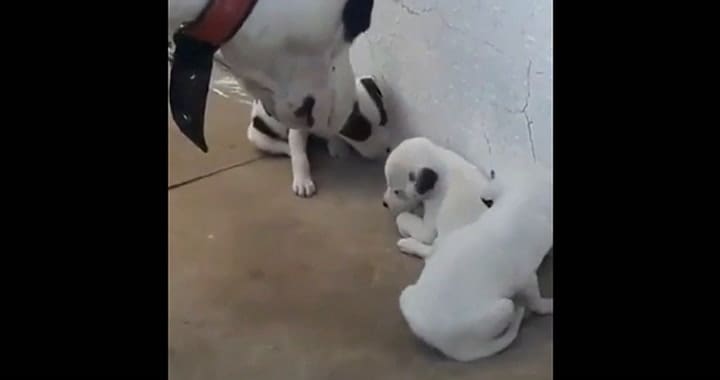 El divertido momento en que una perra mamá 'reta' a sus cachorritos
