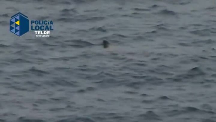 El video del tiburón que reapareció en Islas Canarias