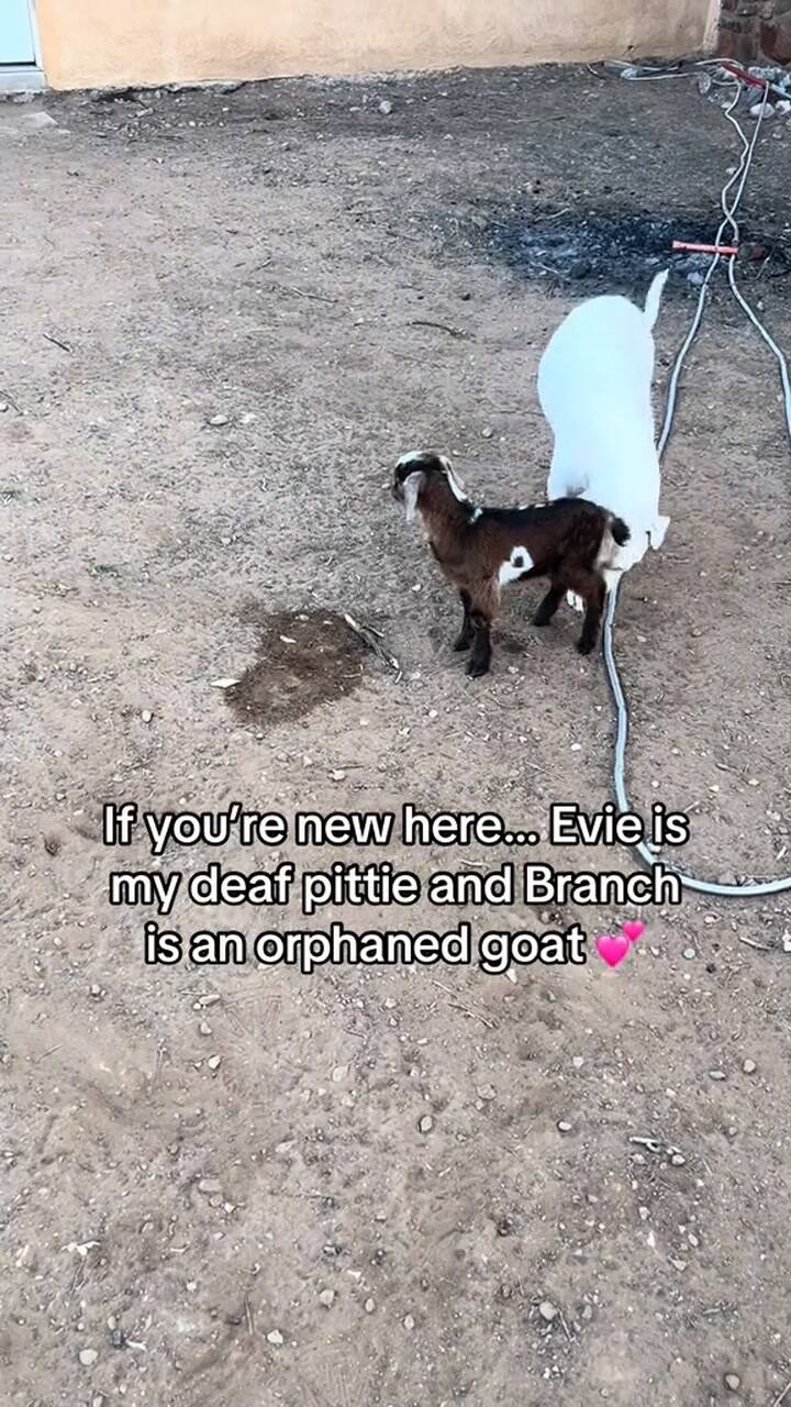Una perra adoptó a un cabrito huérfano y lo cuida como si fuera un bebé