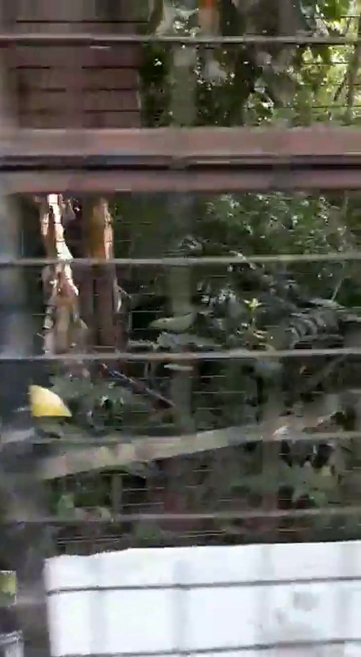 Gegé en recuperación en Misiones