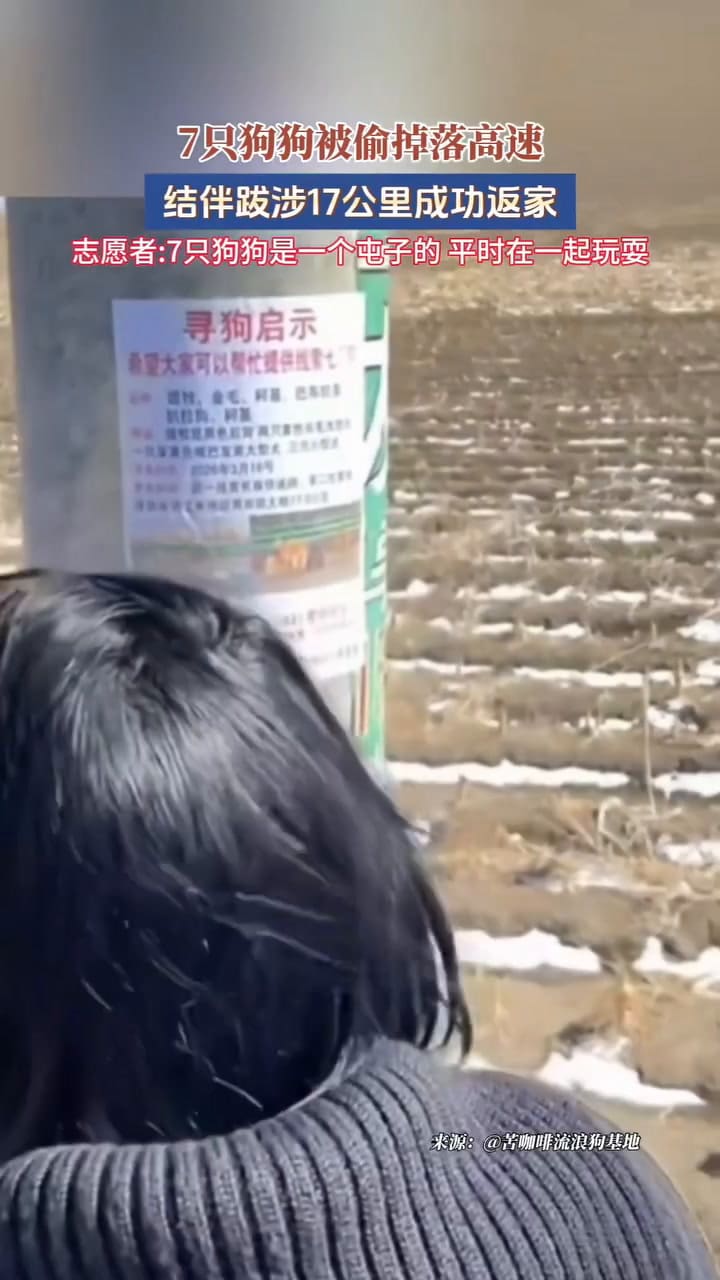 El video viral de los perros regresando a su localidad.