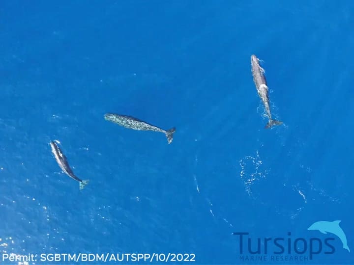 Los cachalotes documentados por la Universidad de St. Andrews