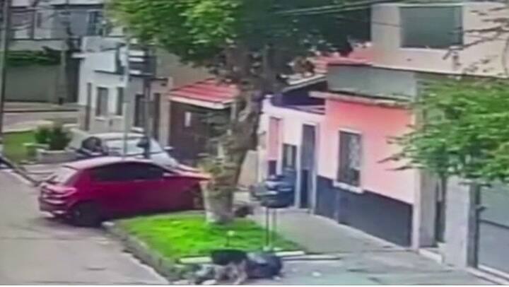 VIDEO: Un hombre le disparó a un perro desde el balcón; ocurrió en Sarandí