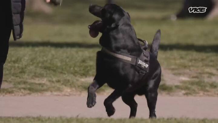 La escalofriante advertencia que lanzó una banda de secuestradores de perros