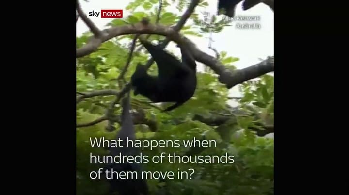 Video 'tornado de murciélagos' en Australia - Fuente: Sky News