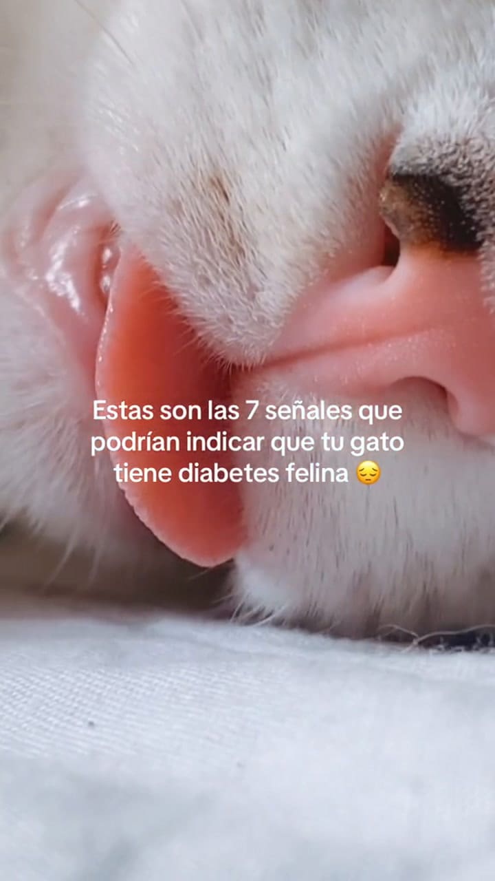 Orionisacat 7333638708828179718