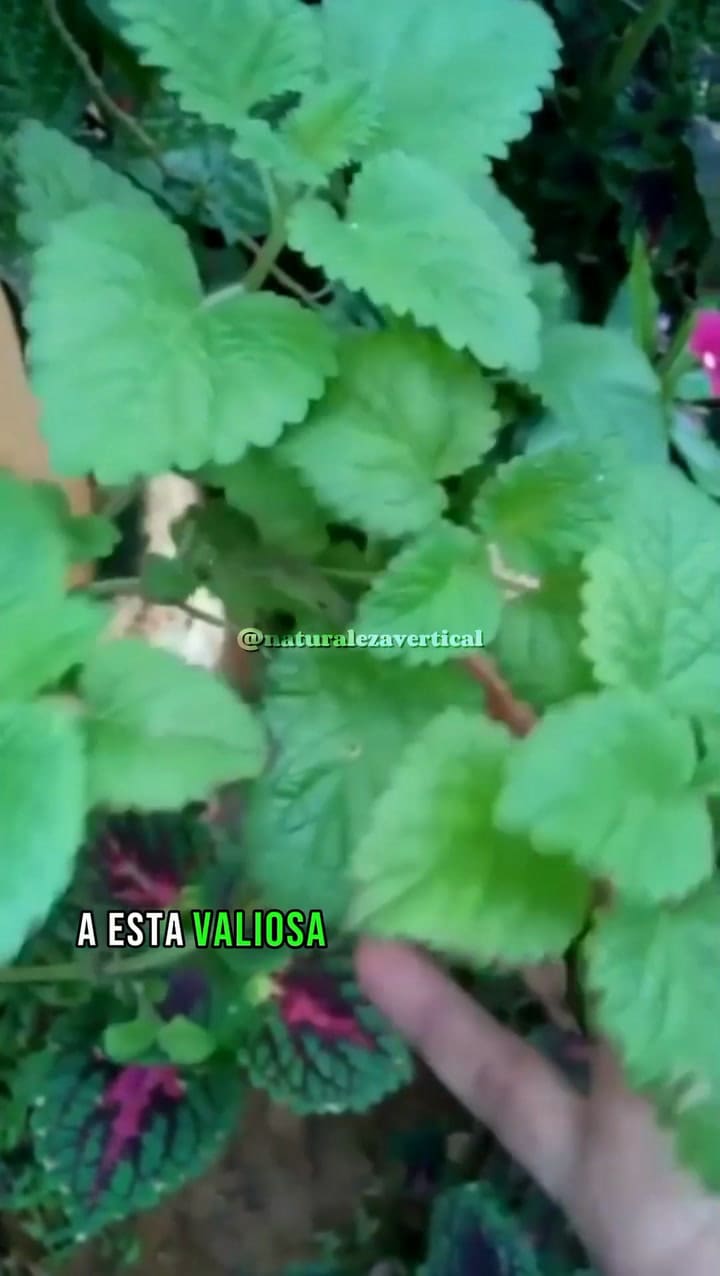 Los Usos Increíbles De La Menta! . . . #Menta #Usosdelamenta #Mentaencasa #Mentainfusion #Mentaplanta #