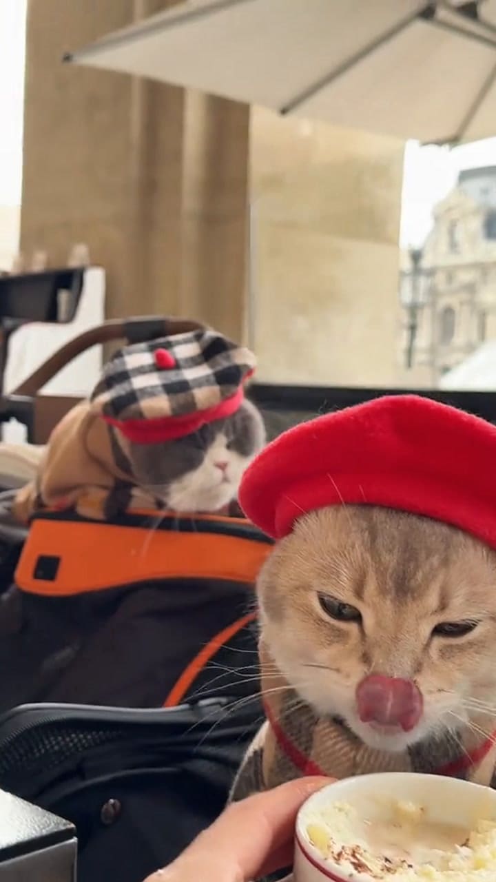 Gatos se vuelven virales por su viaje en avión a París