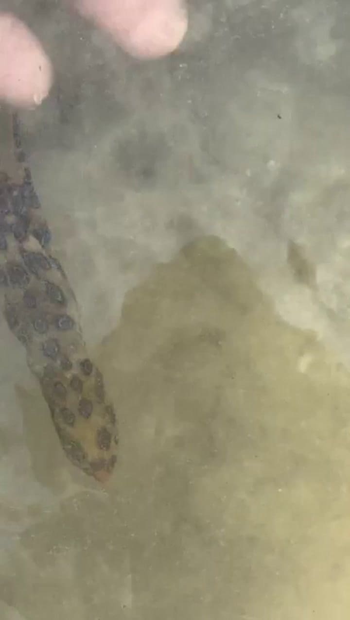 Tocó sin saberlo a uno de los animales más venenosos del mundo y estuvo al borde de la muerte