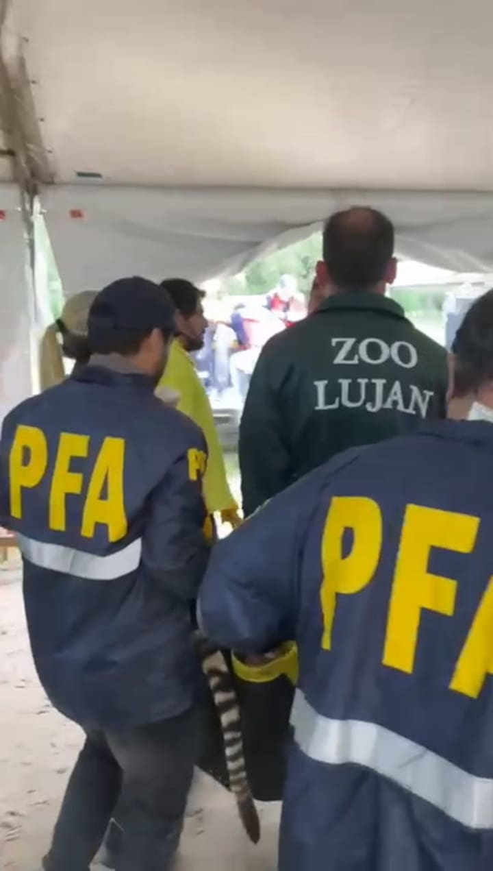 Traslado de un animal hacia la carpa