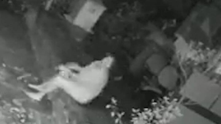 Una mujer de 55 años se defendió a los bastonazos del ataque de un leopardo