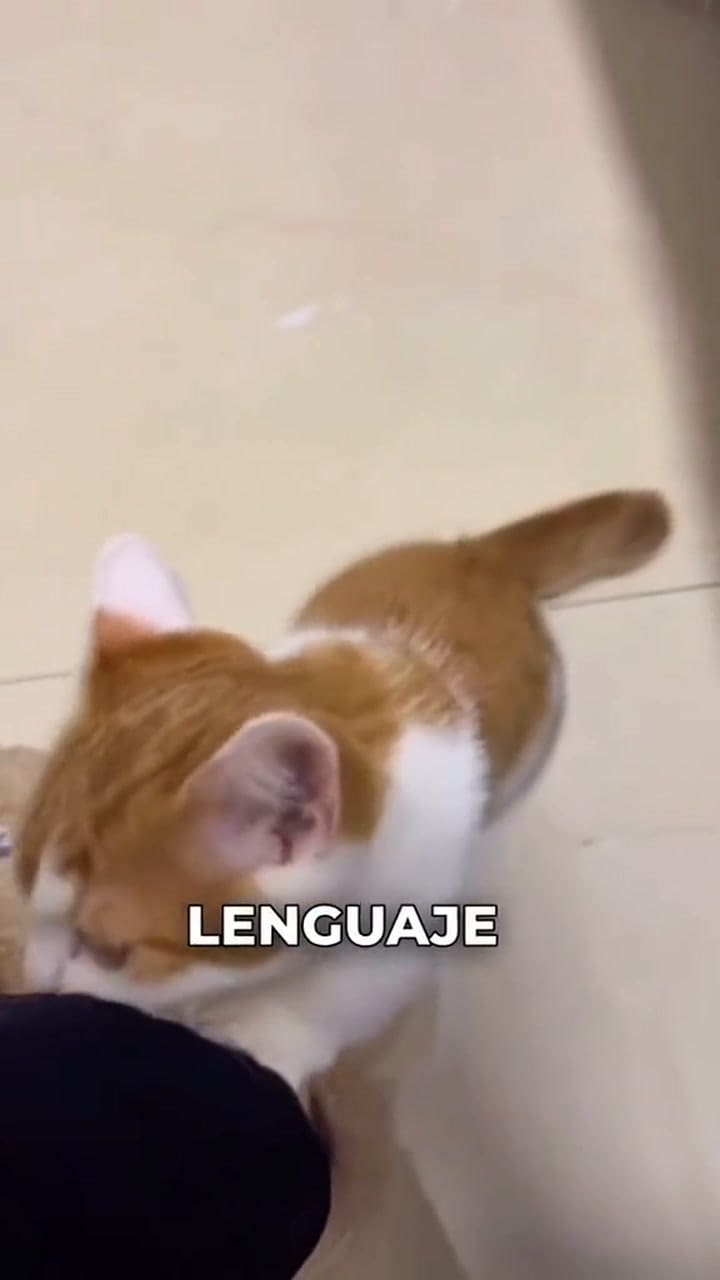Cómo comunicarte con tu gato