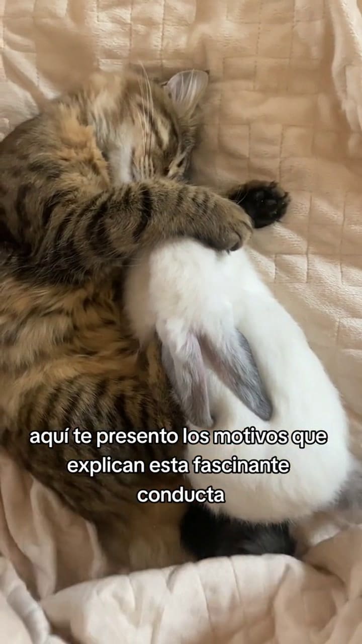 ¿Por qué los gatos duermen tantas horas al día?