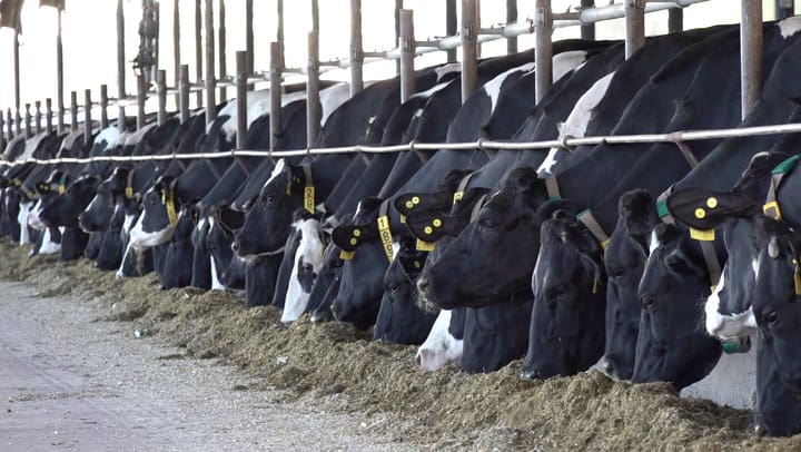 En el tambo tienen alrededor de 1000 animales