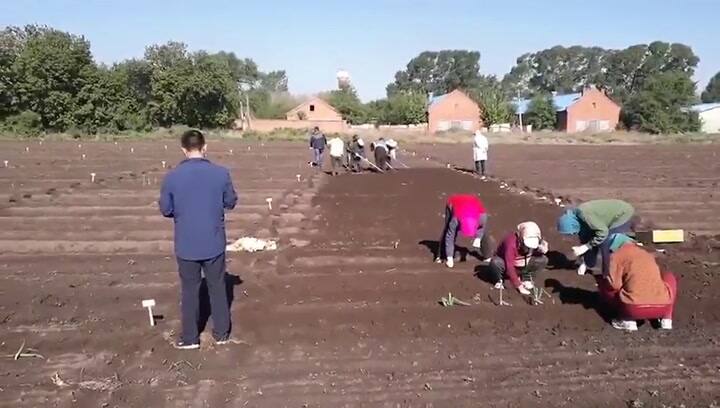 Cosechando soja en China