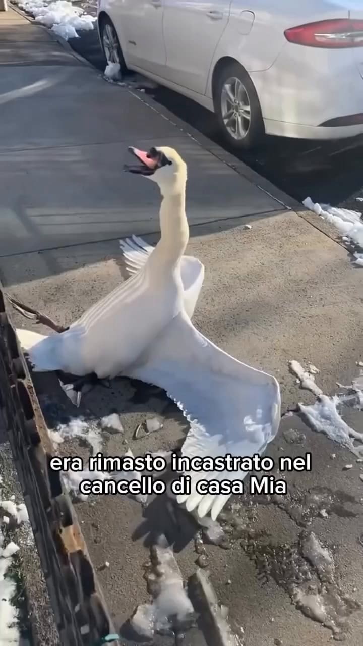 Le salvó la vida a un cisne y ahora son amigos inseparables