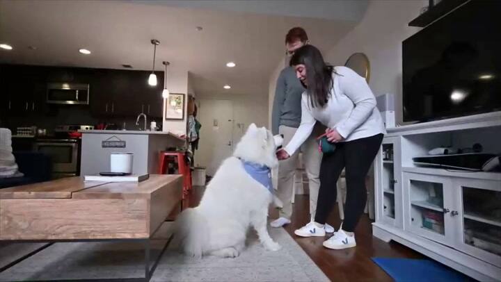 El perro Lumi se ganó el cariño de todos los ciudadanos de Nueva York
