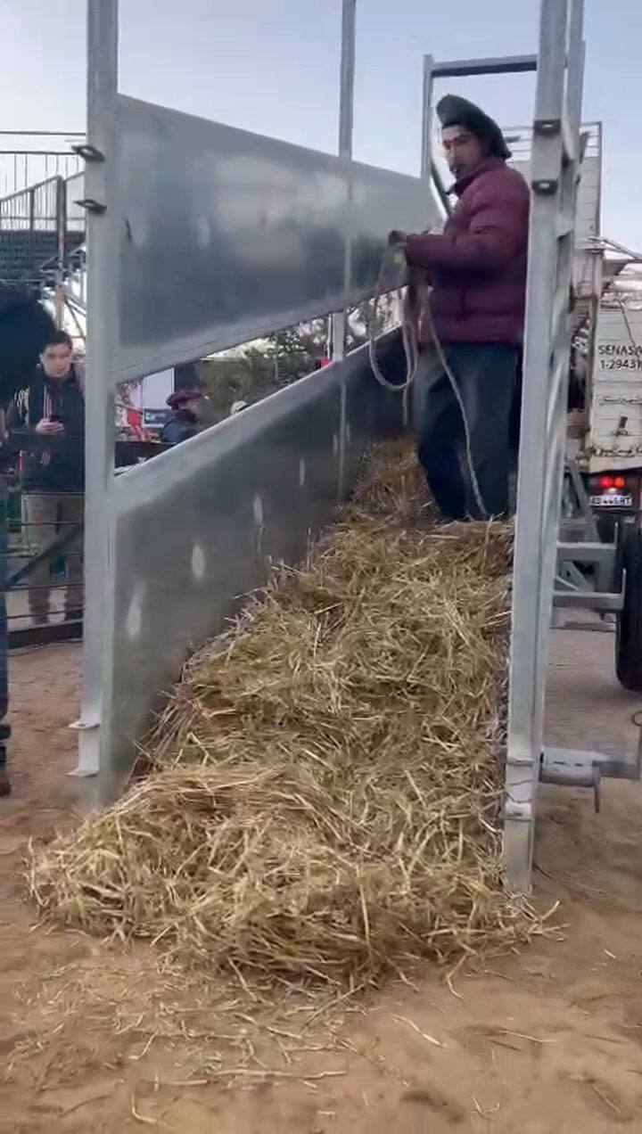 “Místico”, el toro que homenajea a la Selección de Scaloni