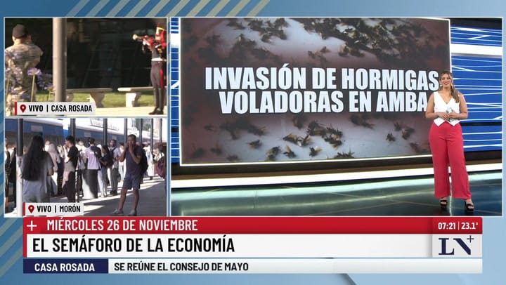 Invasion de hormigas voladoras en AMBA
