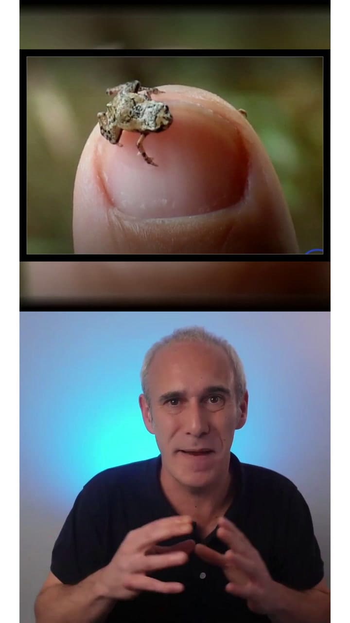 El sapo pulga es el segundo vertebrado más pequeño del mundo