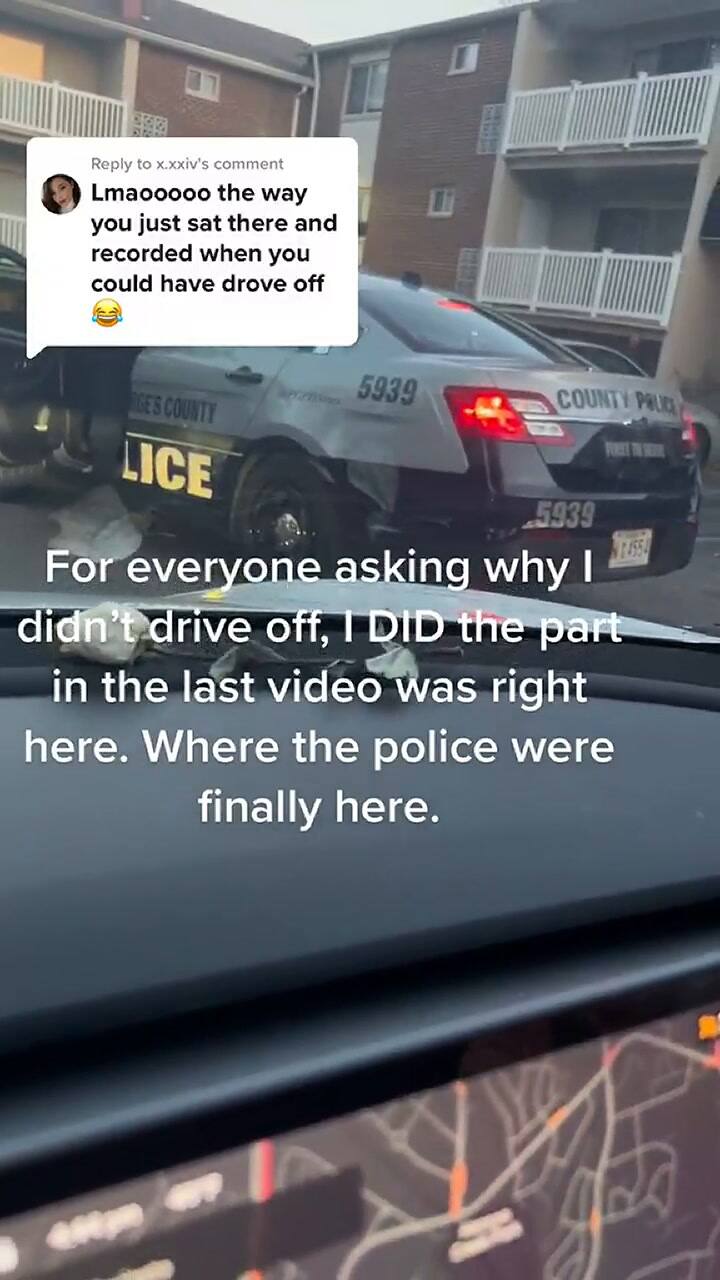 Un perro rompió un auto