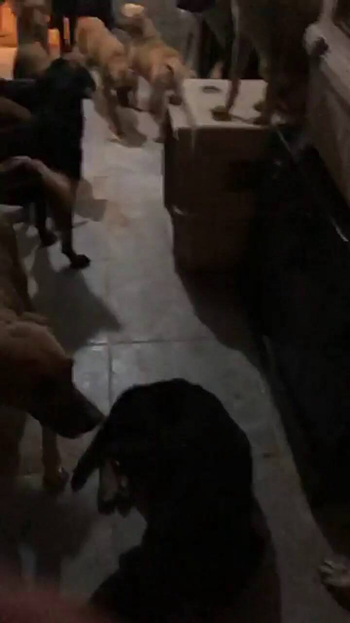 Resguardó más de 300 animales en su casa por la llegada del Huracán Delta en México