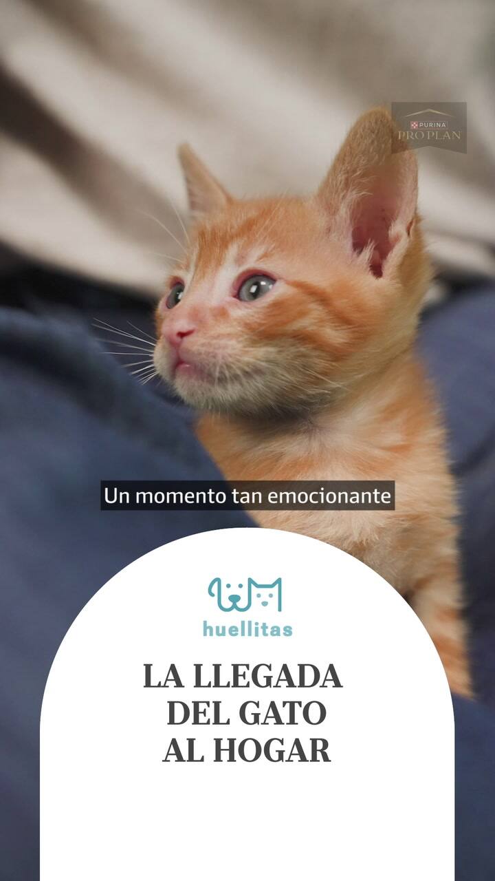 Capitulo 5, Huellitas