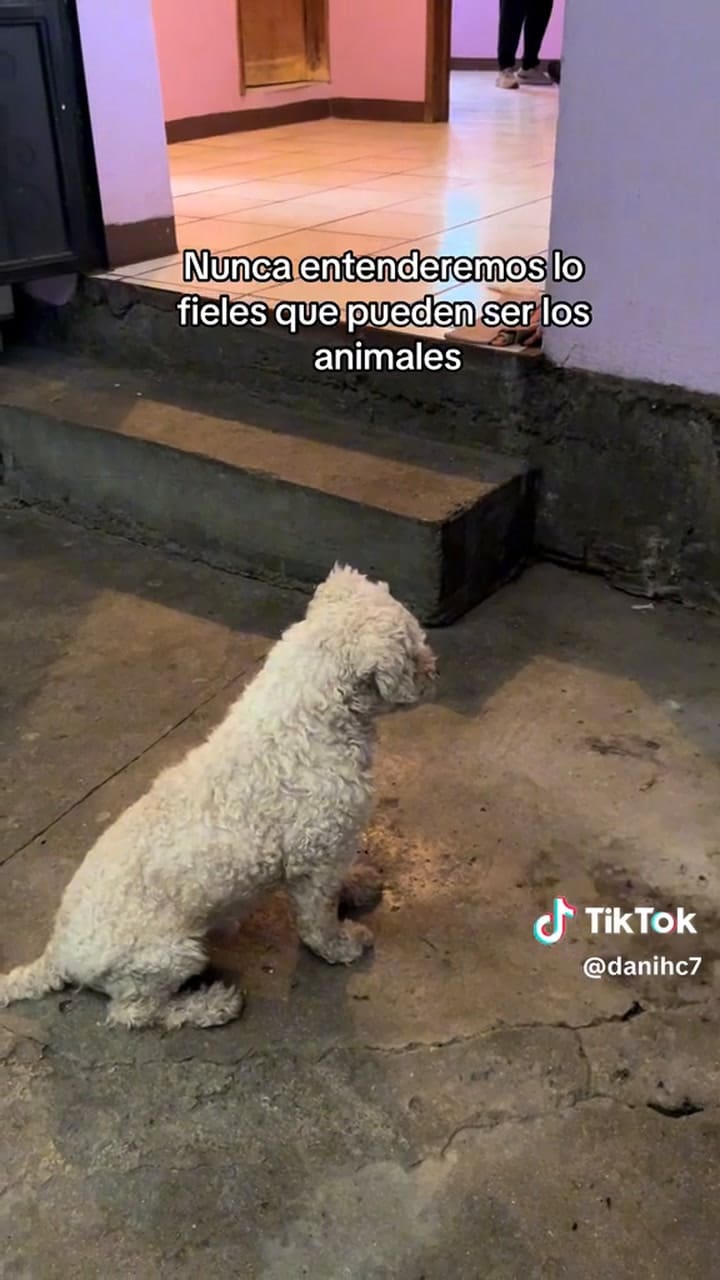 El perro busca a su dueño