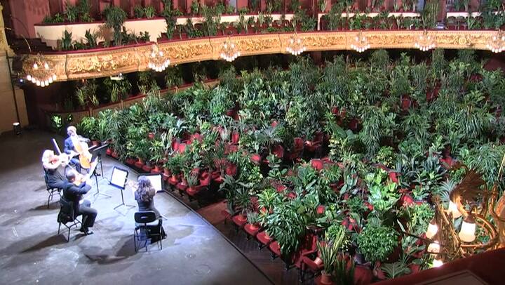 Coronavirus: el Liceu de Barcelona reabrió con un concierto para 2292 plantas - Fuente: AFP