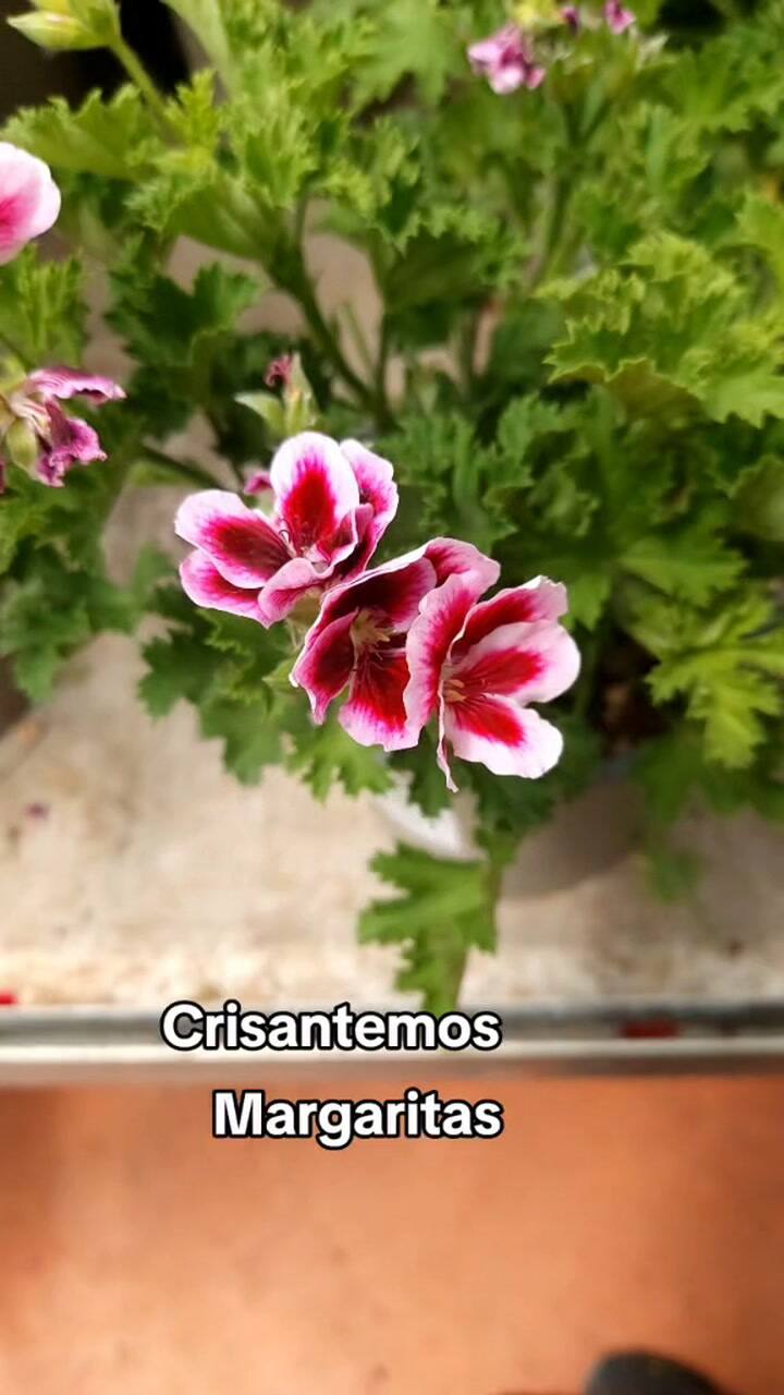 Plantas recomendadas para plantar en septiembre