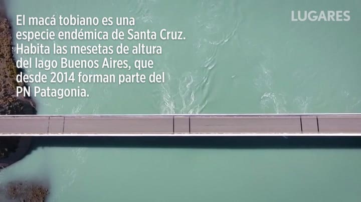 Maca Tobiano - Video: Gaspar Kunis