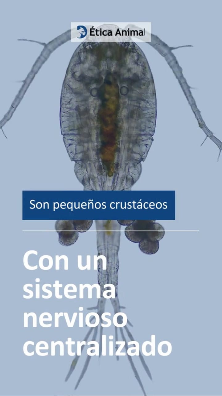 Eticaanimal 7212812008029261062