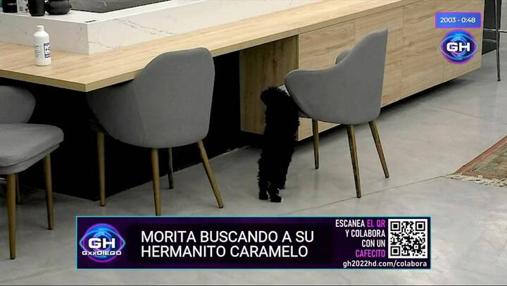 El desgarrador llanto de Mora luego de que Romina se llevara a Caramelo