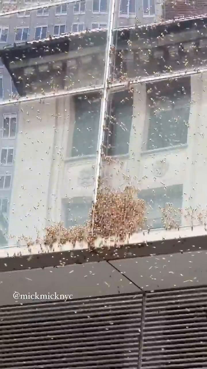 Así invadieron Nueva York miles de abejas