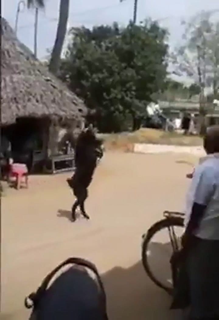 India: una cabra camina en dos patas y genera conmoción entre los vecinos - Crédito: Twitter