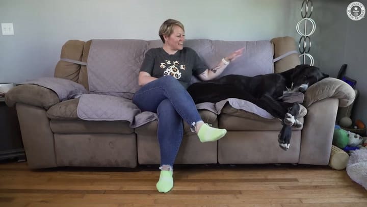 Gran Danés coronado como el perro más alto del mundo - Guinness World Records