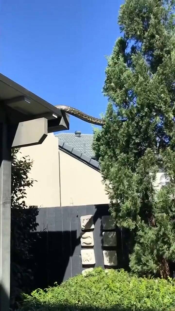 Sentían ruidos en el techo de su casa y descubrieron lo peor