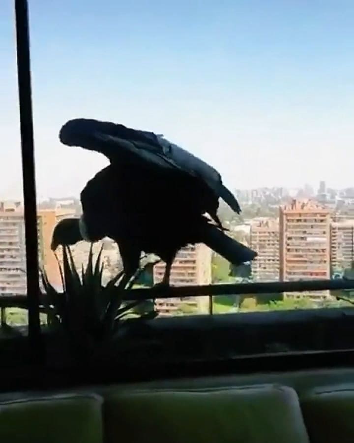 El increíble encuentro entre dos cóndores y tres caniches en lo alto de un edificio