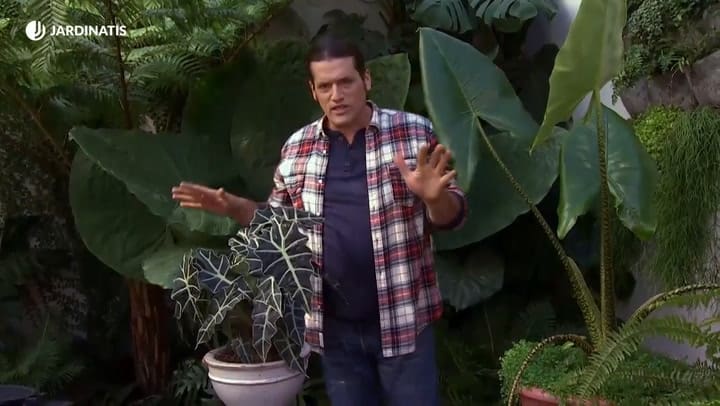 Cómo cuidar las plantas en el invierno - Decogarden - Jardinatis
