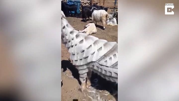 Peluquero de lujo: se hizo famoso por realizar asombrosos cortes a sus cabras