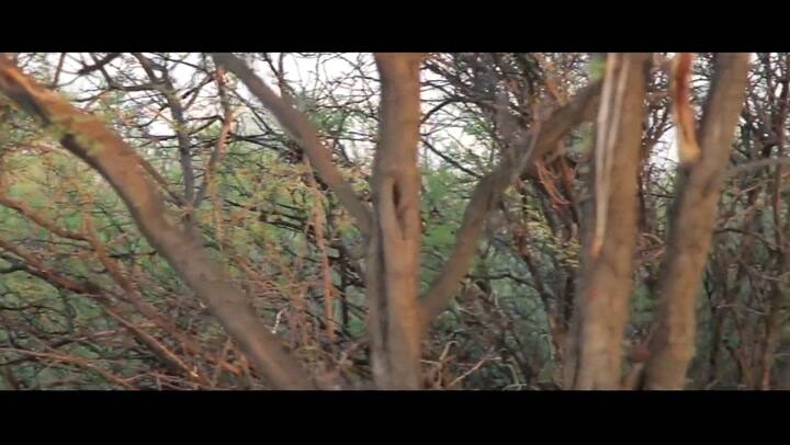 Trailer de Crimen de las salinas