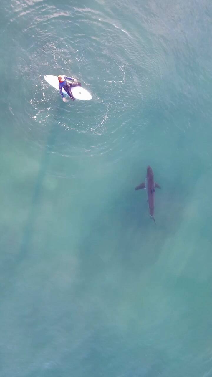 Tiburón Y Surfista