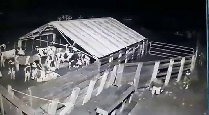 Así se llevaban las ovejas en San Pedro