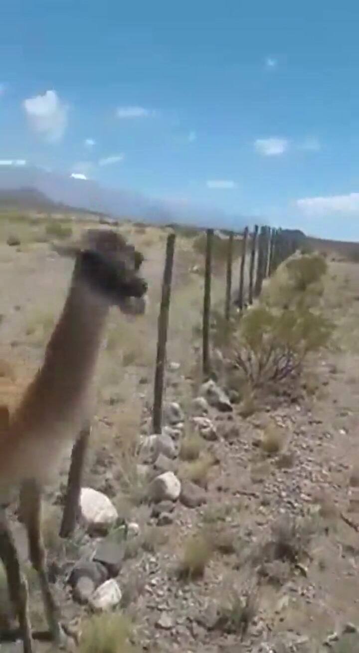Un ciclista ayudó a un guanaco atrapado